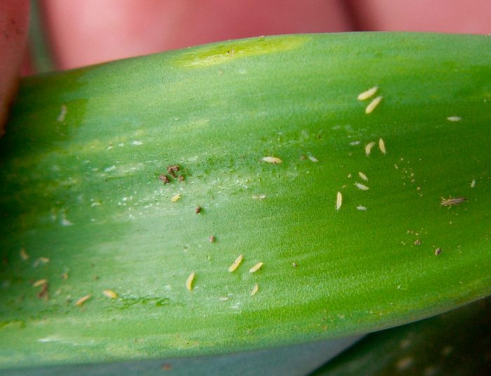 Thrips on Orchids