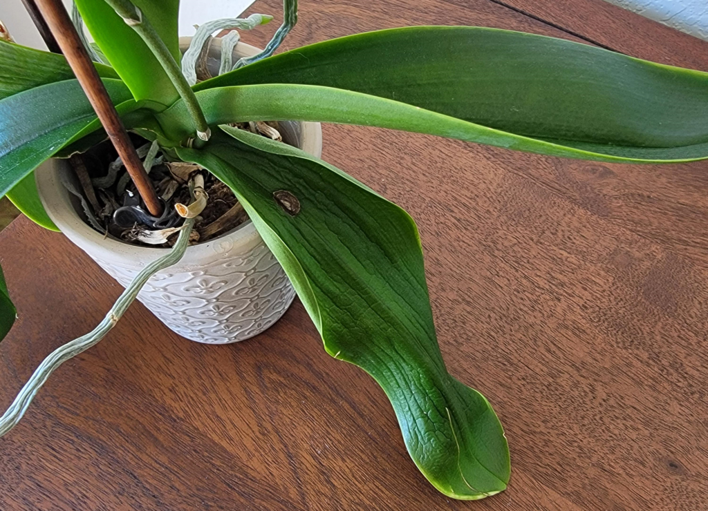 Orchid Dehydration